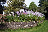 COTTAGE GARDEN BORDER PLANTED WITH HESPERIS MATRONALIS AND ICELANDIC POPPIES