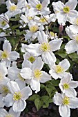 CLEMATIS MONTANA GRANDIFLORA