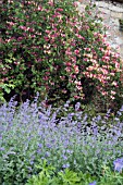 BORDER WITH LONICERA PERICLYMENUM,  HONEYSUCKLE AND NEPETA