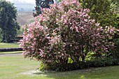 SYRINGA X CHINENSIS