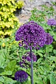 ALLIUM PURPLE SENSATION