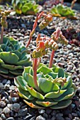 ECHEVERIA ELEGANS