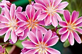 LEWISIA COTYLEDON HYBRID