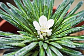 SAXIFRAGA LONGIFOLIA