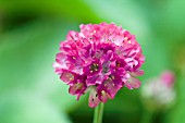 ARMERIA MARITIMA SPLENDENS