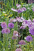 ALLIUM GIGANTEUM AND AQUILEGIA VULGARIS