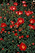 ROSA ANNA FORD MINIATURE,  PATIO,  ROSE