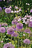 ALLIUM GIGANTEUM AND AQUILEGIA VULGARIS