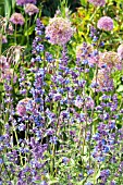 NEPETA RACEMOSA AND ALLIUMS