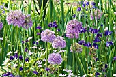 ALLIUM GIGANTEUM AND AQUILEGIA VULGARIS