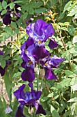 IRIS PALLIDA