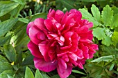 PAEONIA OFFICINALIS RUBRA PLENA