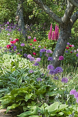 INFORMAL_GARDEN_WITH_ALLIUMS__PEONIES_AND_LUPINS