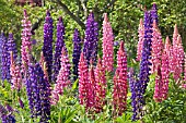 LUPINUS MIXED