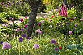 INFORMAL BORDER WITH ALLIUMS,  LUPINS AND PEONIES