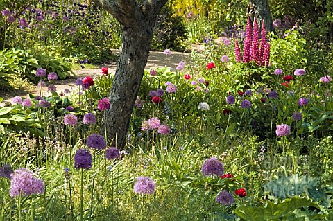 INFORMAL_BORDER_WITH_ALLIUMS__LUPINS_AND_PEONIES