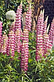 LUPINUS THE CHATELAINE, (SYN. LUPINUS SCHLOSSFRAU)