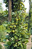 GOOSEBERRY INVICTA, (CORDON TRAINED)