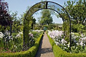 BOX EDGED BORDERS WITH HESPERIS MATRONALIS,  IN THE GARDENS AT KELLIE CASTLE FIFE SCOTLAND