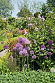 EARLY SUMMER BORDERS WITH ALLIUMS,  EUPHORBIA AND SYRINGA