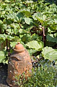 RHUBARB FORCING POT