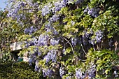 WISTERIA SINENSIS