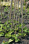 YOUNG RUNNER BEAN PLANTS