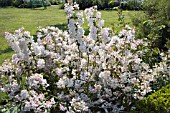 DEUTZIA X ROSEA GRANDIFLORA