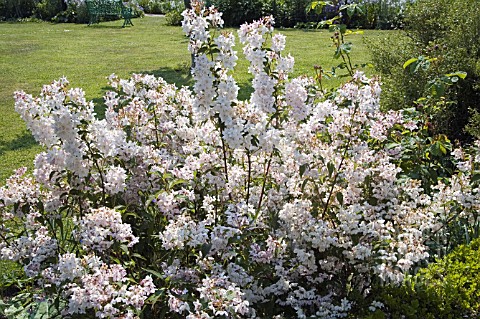 DEUTZIA_X_ROSEA_GRANDIFLORA