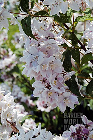 DEUTZIA_X_ROSEA_GRANDIFLORA