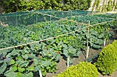 BRASSICAS WITH PROTECTIVE NETTING
