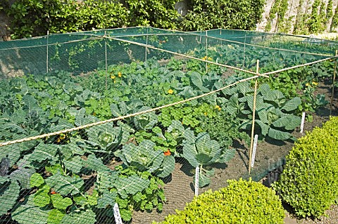 BRASSICAS_WITH_PROTECTIVE_NETTING