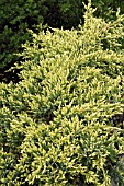 JUNIPERUS SQUAMATA HOLGER