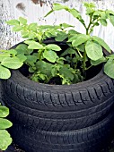 POTATO PLANTS GROWING IN RECYCLED TYRES