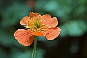 GEUM COCCINEUM