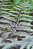 ATHYRIUM NIPPONICUM PICTUM,  JAPANESE PAINTED FERN