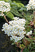 SAXIFRAGA PANICULATA