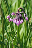 ALLIUM CERNUM