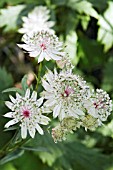 ASTRANTIA CARNIOLICA