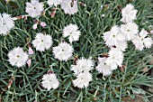 DIANTHUS PLUMARIUS