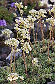 SAXIFRAGA MANSCHURIENSIS