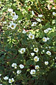 POTENTILLA ANDICOLA