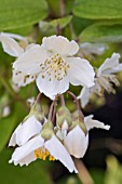 PHILADELPHUS DELAVAYI