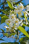 PHILADELPHUS DELAVAYI