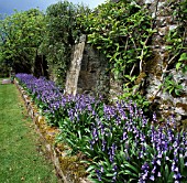 HYACINTHOIDES HISPANICA,  PARCEVALL HALL