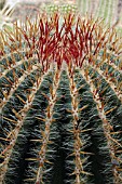 FEROCACTUS STAINESII