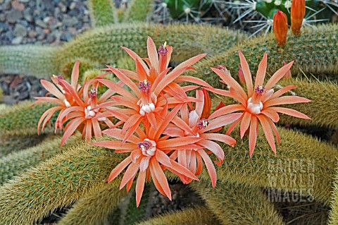 APOROCACTUS_MARTIANUS