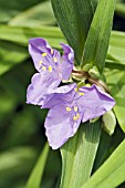 TRADESCANTIA SUBASPERA