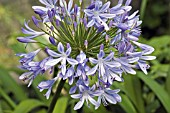 AGAPANTHUS AFRICANUS