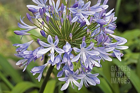 AGAPANTHUS_AFRICANUS